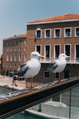 Seagull on a bridge in Venice overlooking the canal