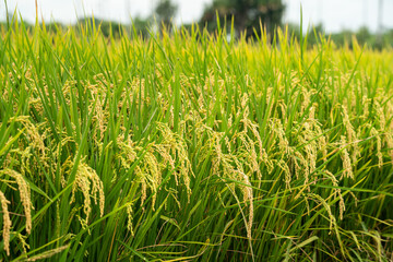 Golden paddy field swaying over sunset day time. Raw rice crop stalk with ears, organic agriculture concept.