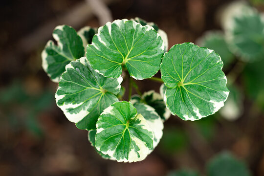 Closeup Fresh green white leaves of Polyscias plant (Polyscias Balfouriana) in the springtime