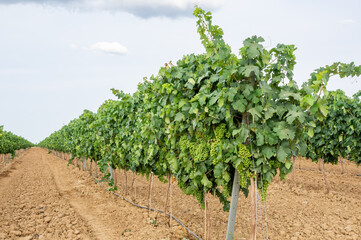 Fototapeta na wymiar Hilera de viñas en espalderas cargadas de uvas verdes, bajo un cielo nublado.