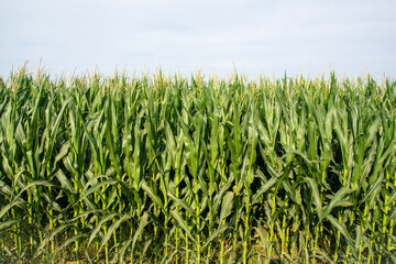 Campo de cultivo de maíz iluminado por los rayos del sol y  bajo un cielo nublado.