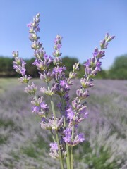 Naklejka premium Lavender flowers in the field