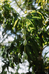 Raw Green Mango Branch on the Mango Tree, Delicious and Juicy Healthy Fruit in the Garden.