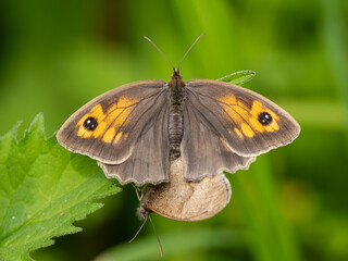 Meadow Brown Butterflies Mating on a Leaf. It is an aberration as it should only have one spot.