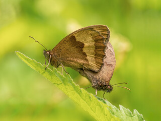 Fototapeta na wymiar Meadow Brown Butterflies Mating on a Leaf