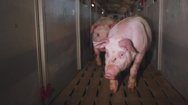  Transportation of pigs, pigs go, pig farm, pig breeding complex