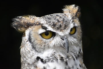 great horned owl