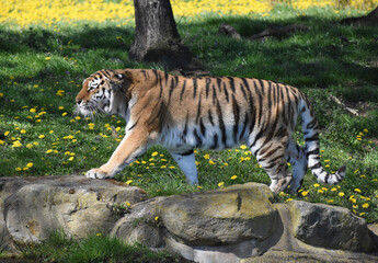 tiger in the zoo