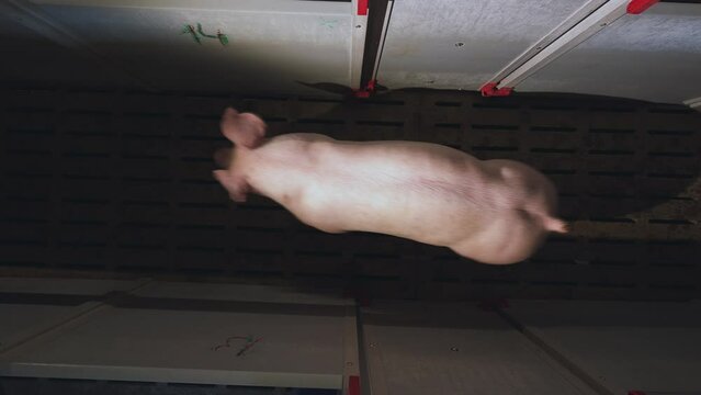  Transportation of pigs, pigs go, pig farm, pig breeding complex