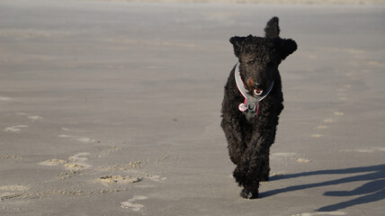 A black doodle dog runs on the beach