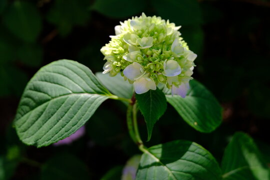 Hydrangea flower bud yet to bloom