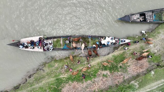 Cows crossing the river by boat