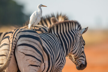 White egret sitting on top of a zebras back