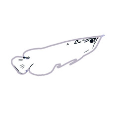 Arowana fish color sketch with transparent background