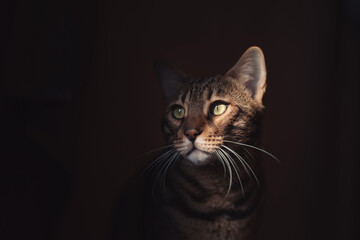 Gorgeous portret of Spotted Bengal Cat with kind eyes on isolated dark Background. Handsome golden...