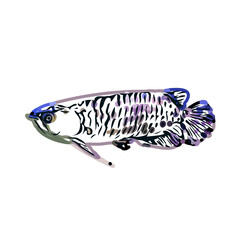 Arowana fish color sketch with transparent background