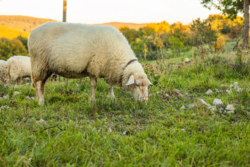 Obraz na płótnie Canvas Sheep grazing the gras on the green meadow.Rural landscape.