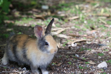 トラ柄の子うさぎ　（広島県　大久野島）