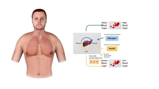 Blood sugar regulation illustration. Labeled process cycle scheme. Educational liver and pancreas diagram with glucose stimulation uptake and breakdown. Insulin release explanation infographic. 3d
