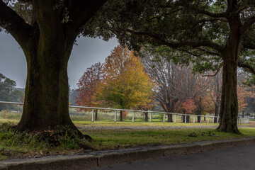 Autumn landscape naturally framed between two trees, in Centennial Park, Sydney, Australia. Tranquil scene with people walking and running in the distance.