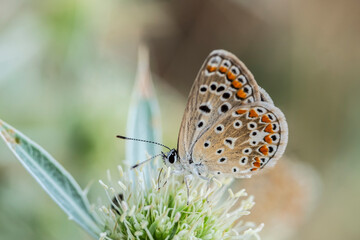 A Bronze Copper or lycaena hyllus butterfly