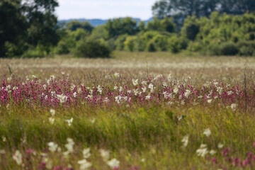 Flora And Fauna Of Reservoirs And Meadows