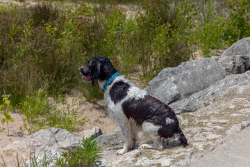 English springer spaniel during training on the shore of lake Michigan.