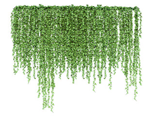 Green hanging ivy or hedera helix. Ivy curtain, green creeper vines. Png transparency - obrazy, fototapety, plakaty