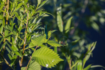 Flora And Fauna Of Reservoirs And Meadows