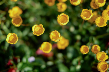 Close-up of yellow flowers, green leaves background