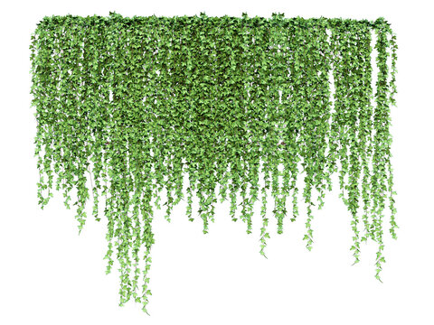 Green hanging ivy or hedera helix. Ivy curtain, green creeper vines. Png transparency
