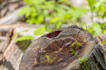 The mourning cloak (Nymphalis antiopa). North American name mourning cloak, British name Camberwell beauty