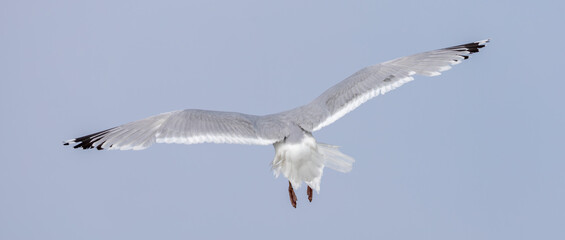 Seagull in Flight