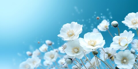 Beautiful floral composition in the form of a frame of white buttercups on a blue background using a soft blur filter. Generative AI.