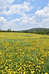 A dandelion field in spring, Saint-Paul, Québec, Canada