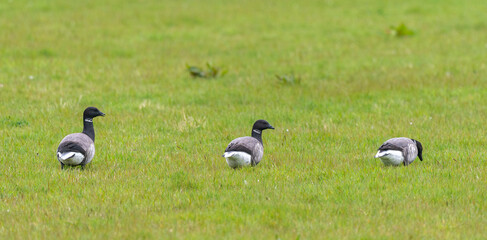 Bernache cravant,.Branta bernicla, Brant Goose, Ile de Texel, Pays Bas