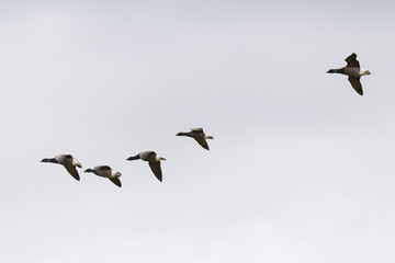 Bernache cravant,.Branta bernicla, Brant Goose, Ile de Texel, Pays Bas