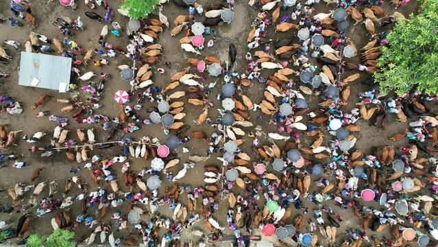 Aerial top view of Cattle Market in Bangladesh