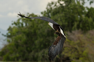 Pygargue vocifère, Pygargue vocifer, African Fish Eagle, Aigle pêcheur d'Afrique, Haliaeetus vocifer, Afrique