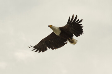 Pygargue vocifère, Pygargue vocifer, African Fish Eagle, Aigle pêcheur d'Afrique, Haliaeetus vocifer, Afrique
