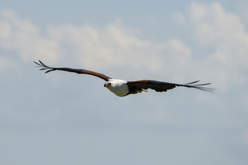Pygargue vocifère, Pygargue vocifer, African Fish Eagle, Aigle pêcheur d'Afrique, Haliaeetus vocifer, Afrique