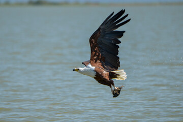 Pygargue vocifère, Pygargue vocifer, African Fish Eagle, Aigle pêcheur d'Afrique, Haliaeetus vocifer, Afrique