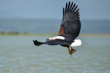 Pygargue vocifère, Pygargue vocifer, African Fish Eagle, Aigle pêcheur d'Afrique, Haliaeetus vocifer, Afrique