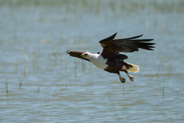 Pygargue vocifère, Pygargue vocifer, African Fish Eagle, Aigle pêcheur d'Afrique, Haliaeetus vocifer, Afrique