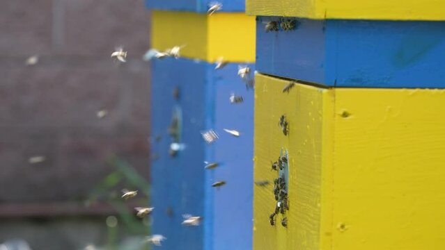 Honey bees fly next to the bee hive in the apiary to collect honey, close up. Beekeeping in countryside