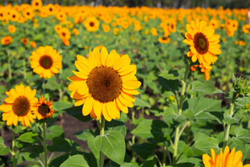 Sunflower field, Beautiful summer landscape.