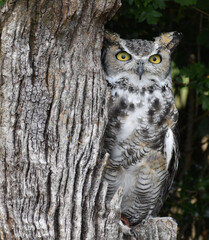 great horned owl in tree