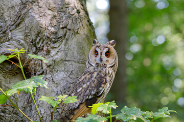 Long Eared Owl in woodland setting.