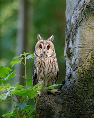 Long Eared Owl in woodland setting.