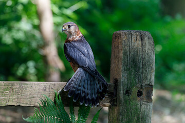 Merlin perched on a woodland fence.